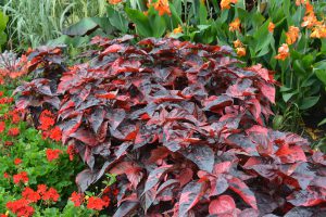 Acalypha wilkesiana ‘Bronze Pink’