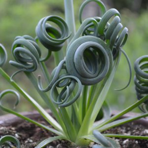 Albuca Spiralis 'Frizzle Sizzle'