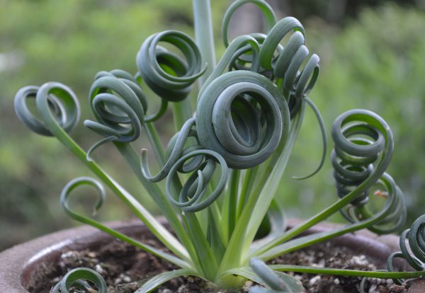 Albuca Spiralis 'Frizzle Sizzle'