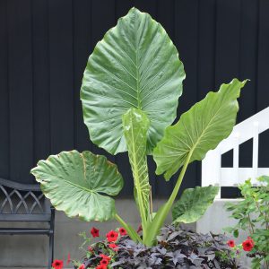 Alocasia