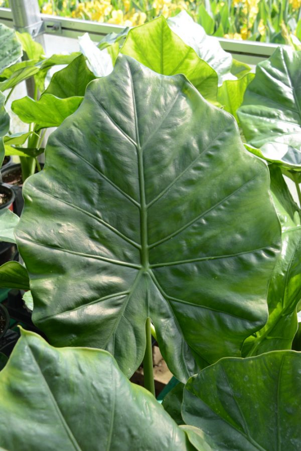 Alocasia 'Borneo King'