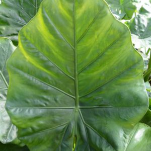 Alocasia 'Borneo King'