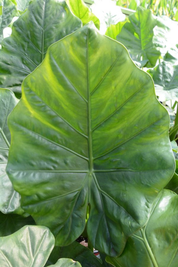 Alocasia 'Borneo King'