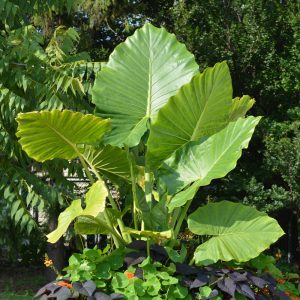 Alocasia 'Calidora'