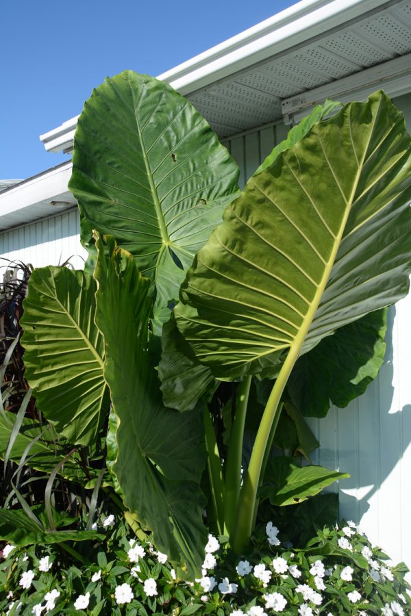 Alocasia 'Calidora'