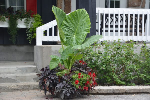 Alocasia 'Calidora'