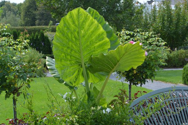 Alocasia 'Calidora'