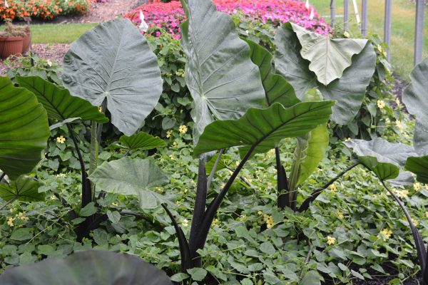 Alocasia 'Dark Star'