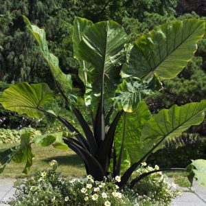 Alocasia 'Dark Star'