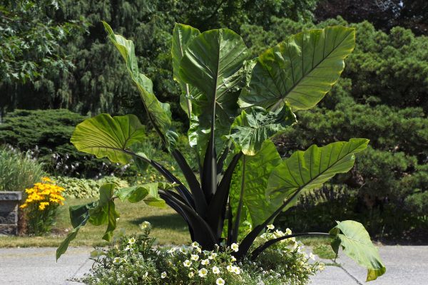 Alocasia 'Dark Star'