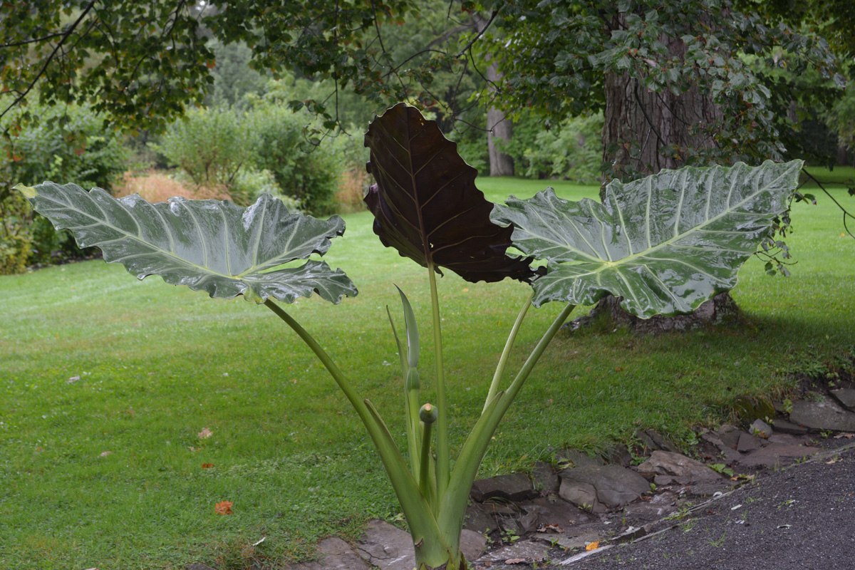 La plante verte imitation alocasia, Simons Maison