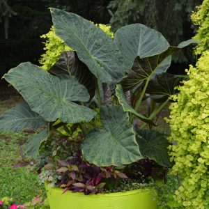 Alocasia 'Regal Shields'