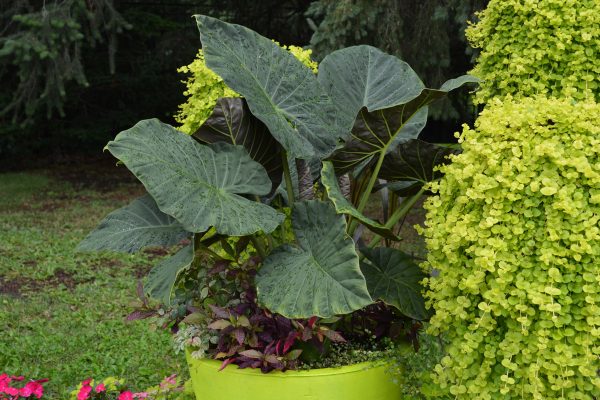 Alocasia 'Regal Shields'