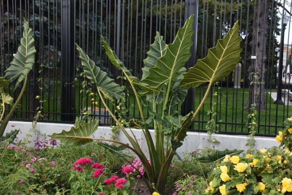 Alocasia 'Sarian'