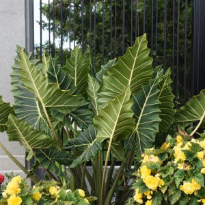 Alocasia 'Sarian'