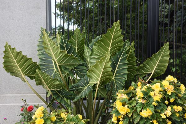 Alocasia 'Sarian'