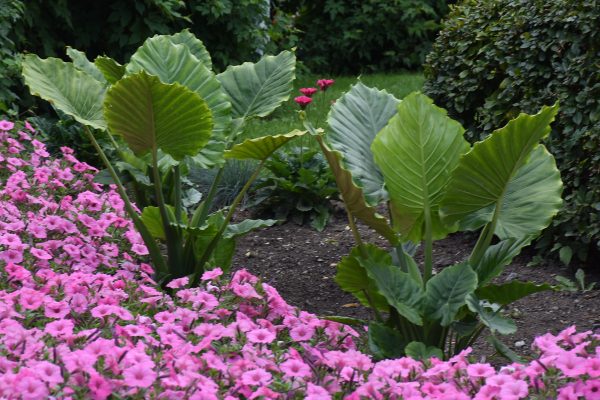 Alocasia gageana 'California'