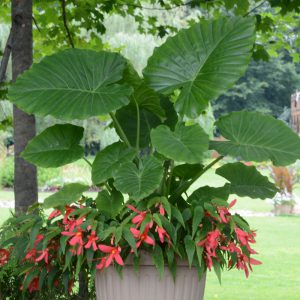 Alocasia gageana 'California'