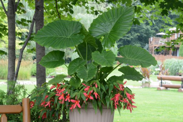 Alocasia gageana 'California'