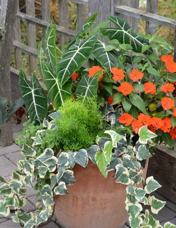 Alocasia micholitziana 'Frydek'