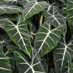 Alocasia micholitziana 'Frydek'