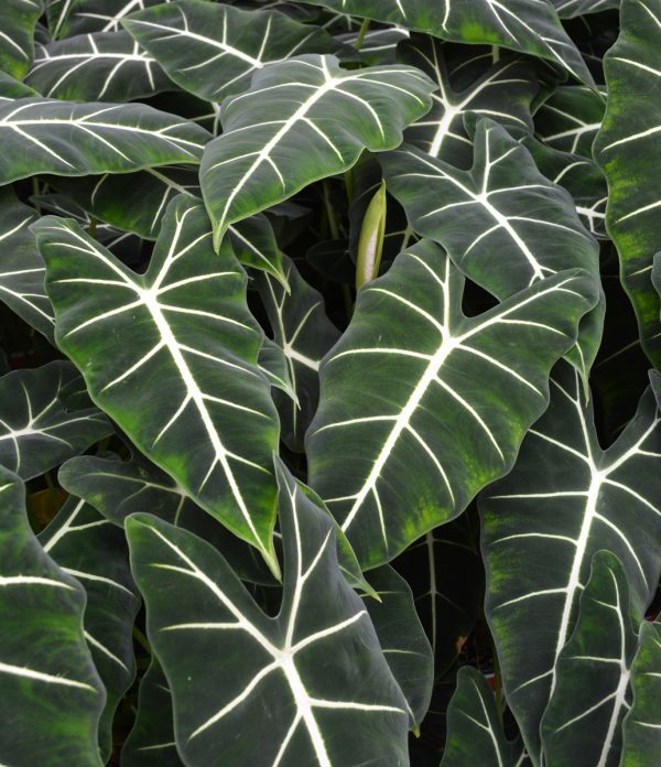 Alocasia micholitziana 'Frydek'