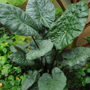 Alocasia sarawakensis 'Yucatan Princess'