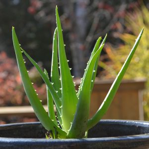 Aloe