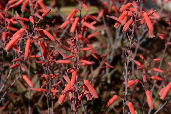 Aloe 'Christmas Carol'