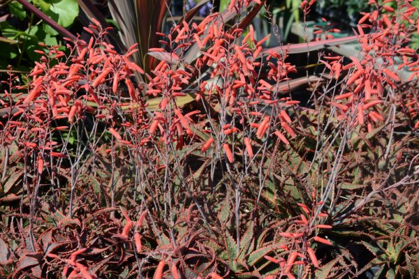 Aloe 'Christmas Carol'