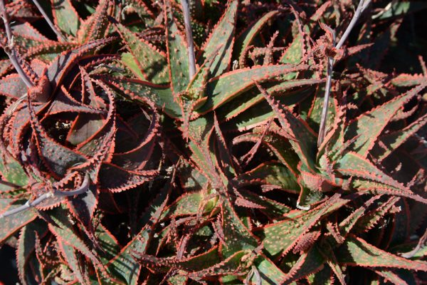 Aloe 'Christmas Carol'