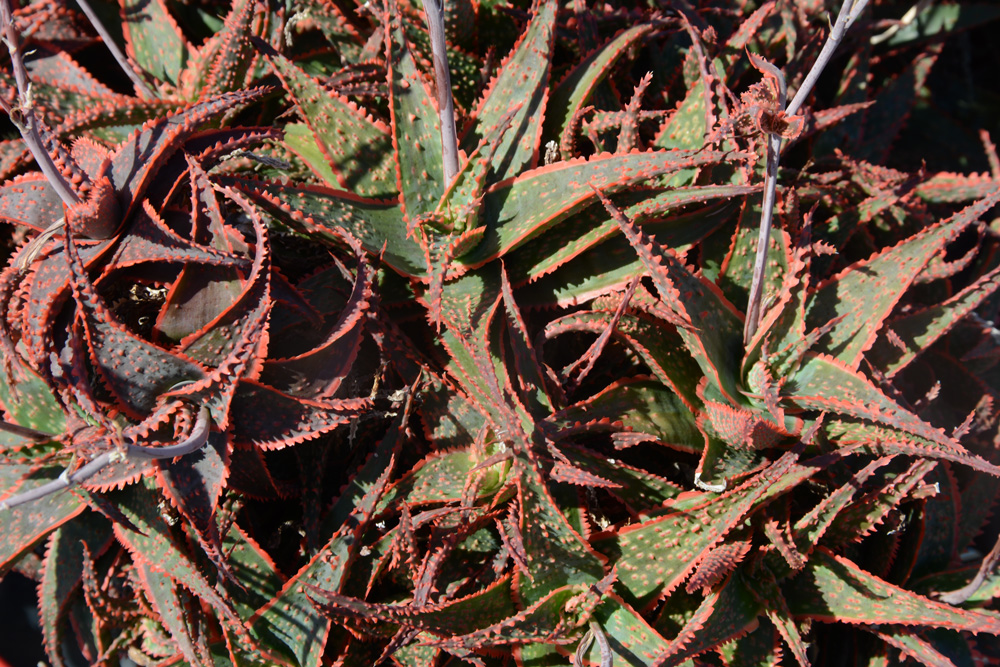 RARE Aloe Christmas Carol couleur rouge hybride succulentes Agave Cactus Graines 100 graines 