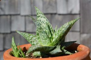 Aloe rauhii 'White Fox'