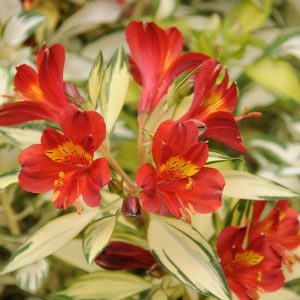 Alstroemeria