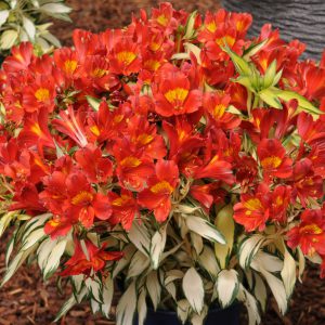 Alstroemeria Rock & Roll® 'Alsdun01'