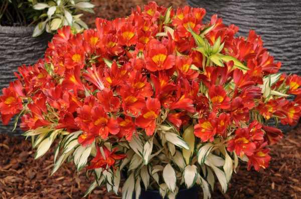 Alstroemeria Rock & Roll® 'Alsdun01'