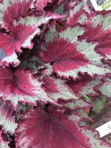 Begonia rex Jurassic 'Red Splash'