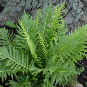 Blechnum