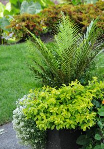 Blechnum gibbum 'Silver Lady'