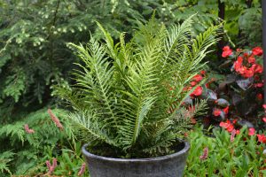 Blechnum gibbum 'Silver Lady'