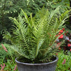 Blechnum gibbum 'Silver Lady'