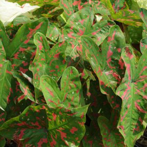 Caladium Painted Frog™ 'Poison Dart Frog'