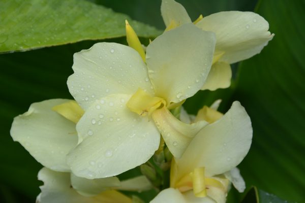 Canna 'Alaska'