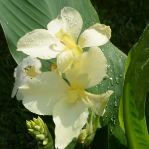 Canna 'Alaska'