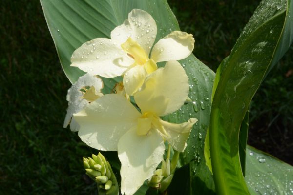 Canna 'Alaska'