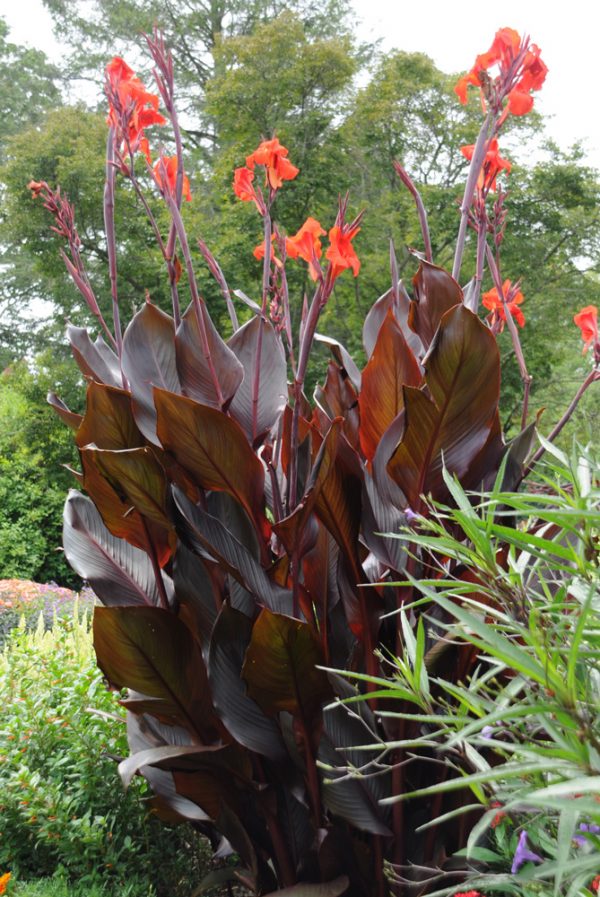 Canna 'Australia'