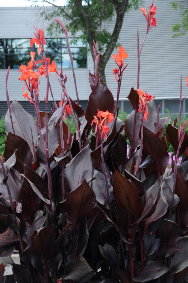 Canna 'Australia'