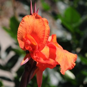 Canna 'Australia'