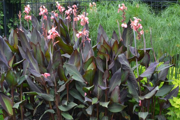 Canna 'Blueberry Sparkler'