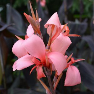 Canna 'Blueberry Sparkler'